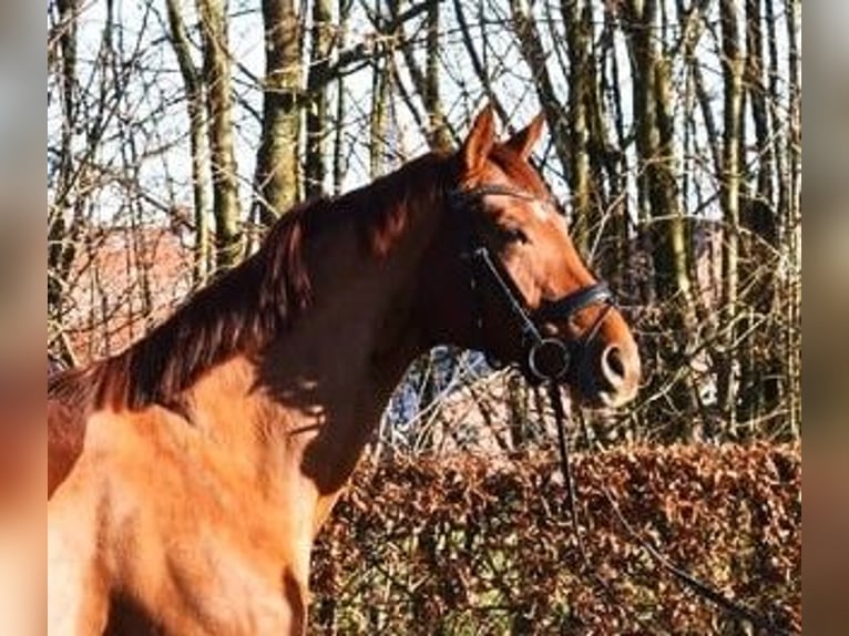Westfalisk häst Sto 6 år 169 cm fux in Greven