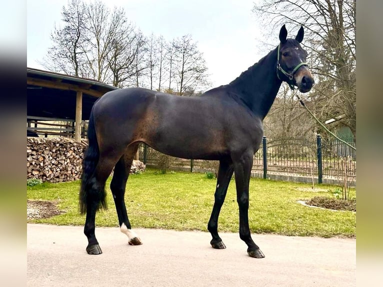 Westfalisk häst Sto 6 år 169 cm Rökfärgad svart in Sangerhausen