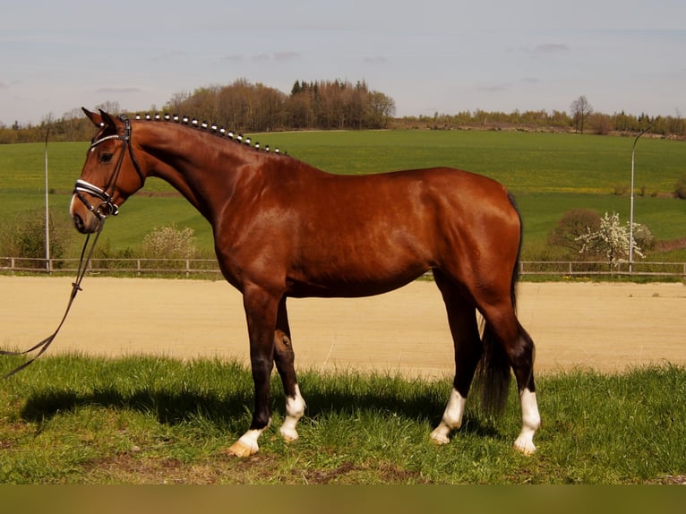 Westfalisk häst Sto 6 år 170 cm Brun in Iserlohn