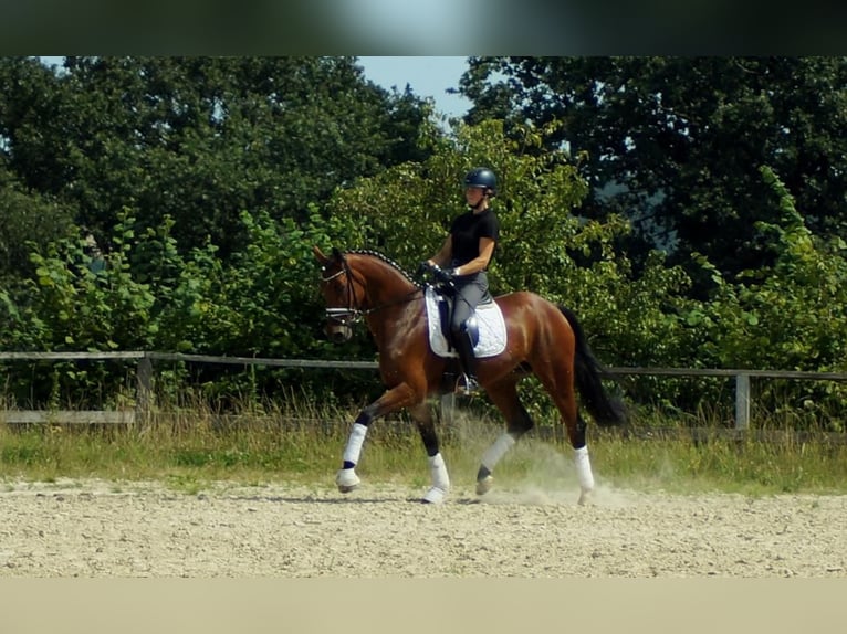 Westfalisk häst Sto 6 år 172 cm Brun in Iserlohn