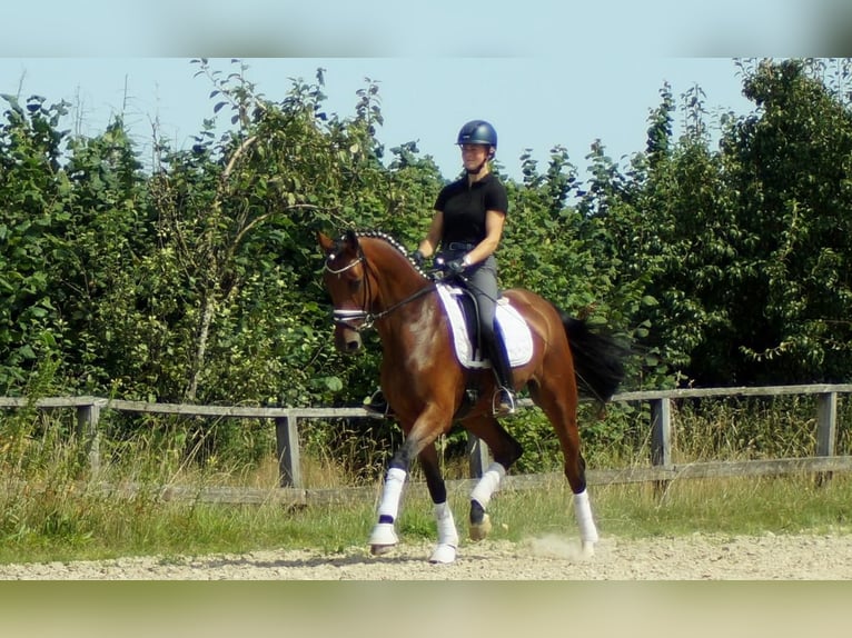 Westfalisk häst Sto 6 år 172 cm Brun in Iserlohn