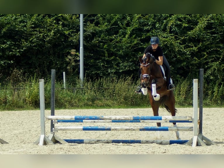 Westfalisk häst Sto 6 år 172 cm Brun in Iserlohn