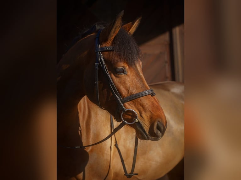 Westfalisk häst Sto 7 år 160 cm Brun in Warstein