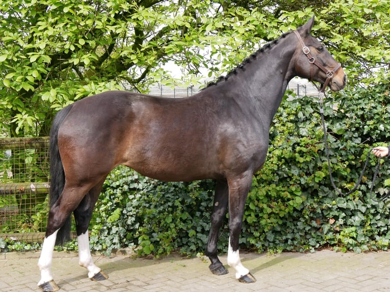 Westfalisk häst Sto 7 år 161 cm in Dorsten