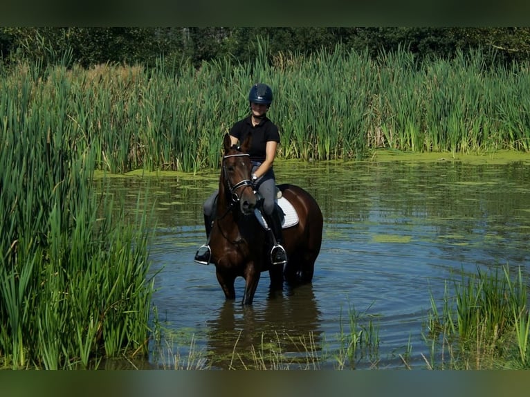 Westfalisk häst Sto 7 år 163 cm Brun in Iserlohn