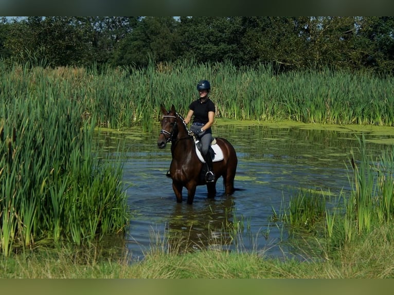 Westfalisk häst Sto 7 år 163 cm Brun in Iserlohn