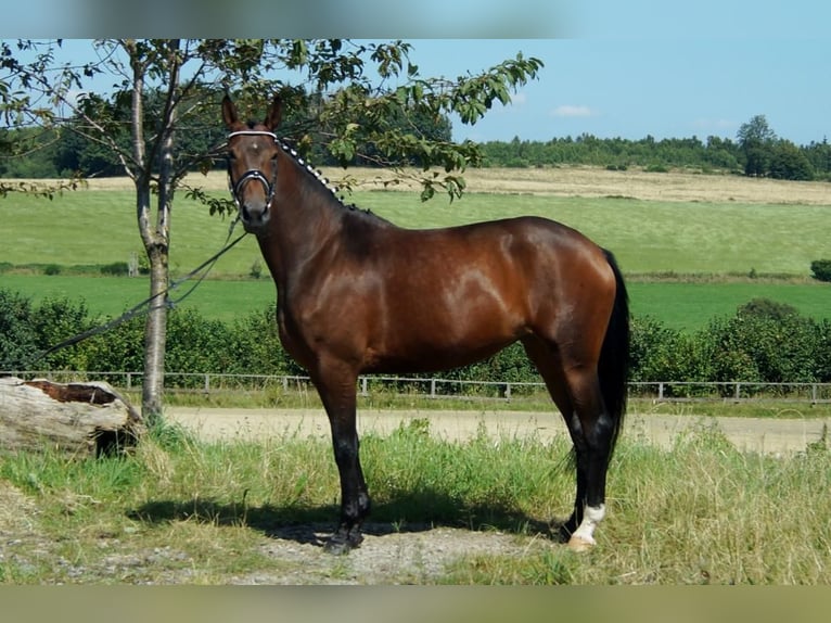 Westfalisk häst Sto 7 år 163 cm Brun in Iserlohn