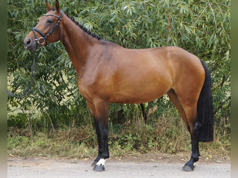 Westfalisk häst Sto 7 år 163 cm Brun in Schenklengsfeld