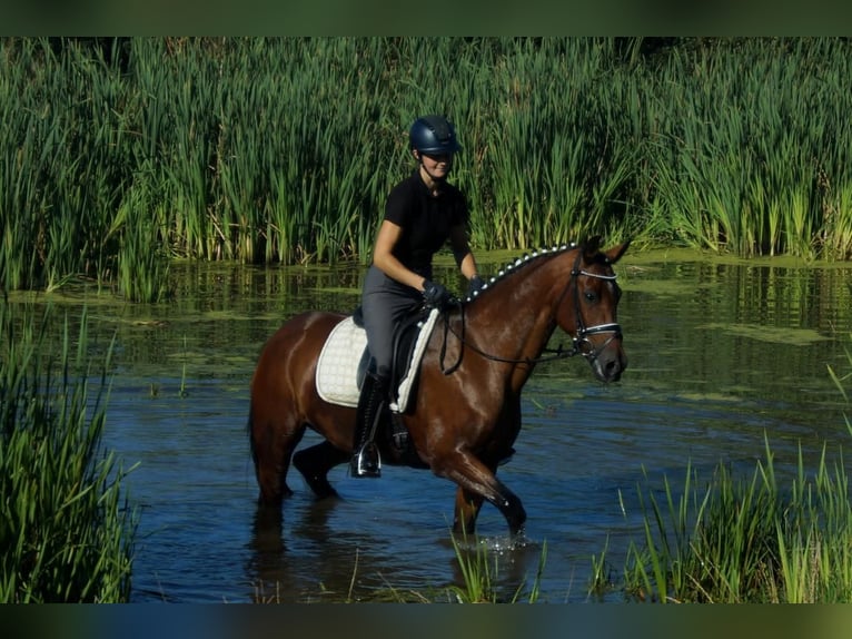 Westfalisk häst Sto 7 år 165 cm Brun in Iserlohn