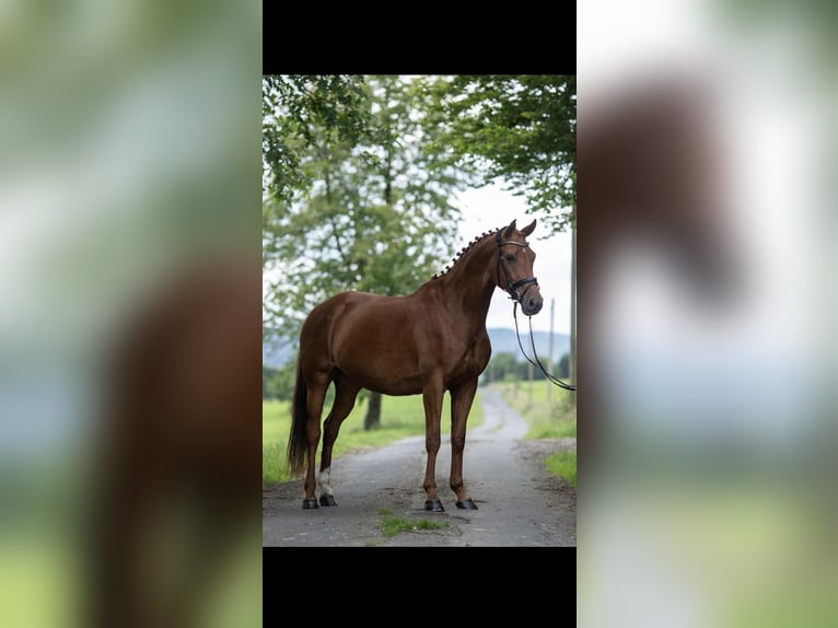 Westfalisk häst Sto 7 år 165 cm fux in Burbach