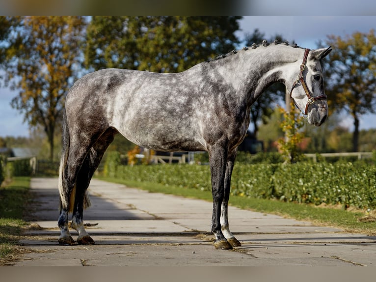 Westfalisk häst Sto 7 år 165 cm Gråskimmel in Kessenich