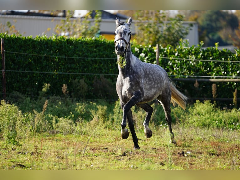Westfalisk häst Sto 7 år 165 cm Gråskimmel in Kessenich