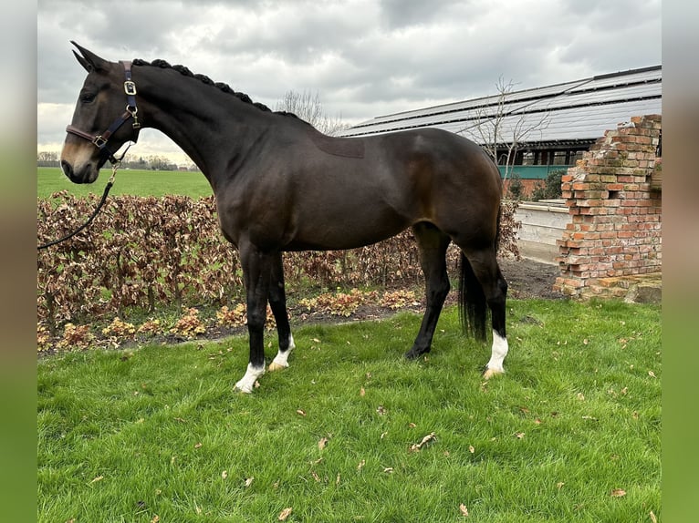 Westfalisk häst Sto 7 år 165 cm Mörkbrun in Emlichheim