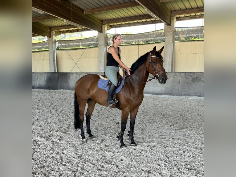 Westfalisk häst Sto 7 år 167 cm Brun in Bretten