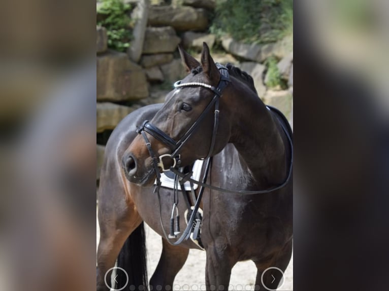 Westfalisk häst Sto 7 år 168 cm in Lindlar