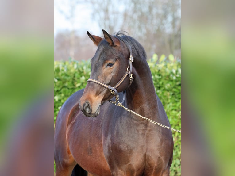 Westfalisk häst Sto 7 år 168 cm Mörkbrun in Greven