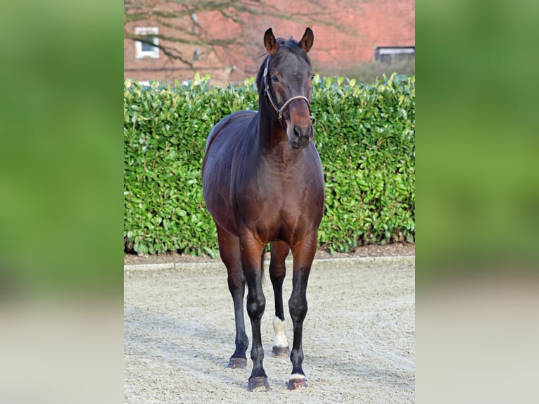 Westfalisk häst Sto 7 år 168 cm Mörkbrun in Greven