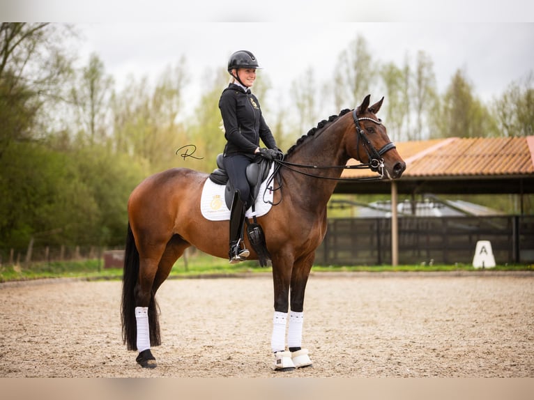 Westfalisk häst Sto 7 år 168 cm Mörkbrun in Aalsmeer