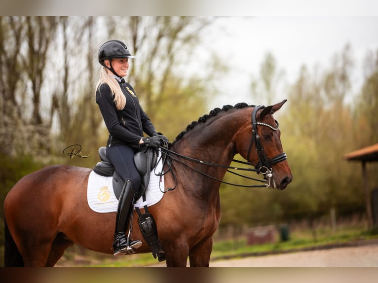 Westfalisk häst Sto 7 år 168 cm Mörkbrun in Aalsmeer