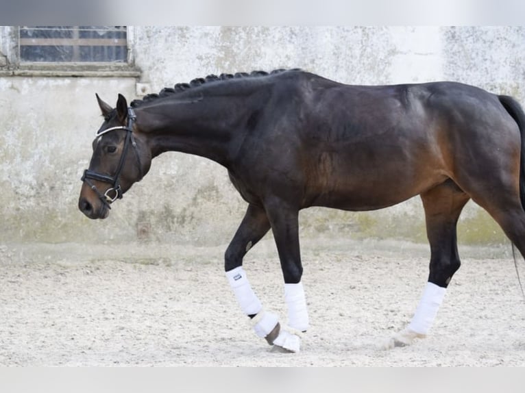 Westfalisk häst Sto 7 år 169 cm in LindlarLindlar