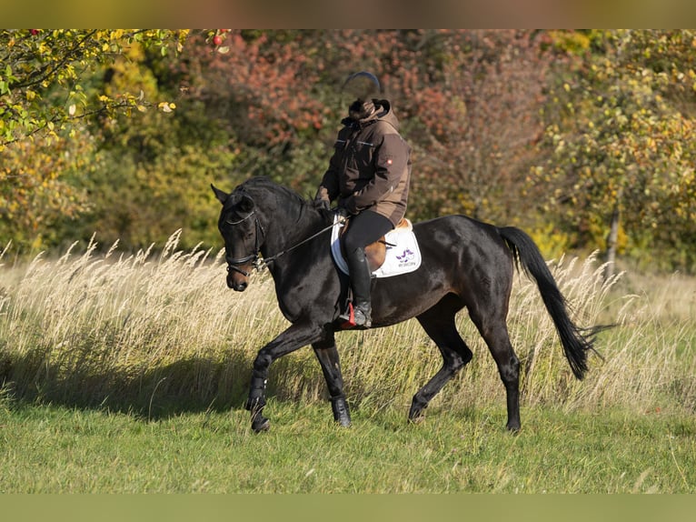 Westfalisk häst Sto 7 år 170 cm Mörkbrun in Kalletal/Brosen