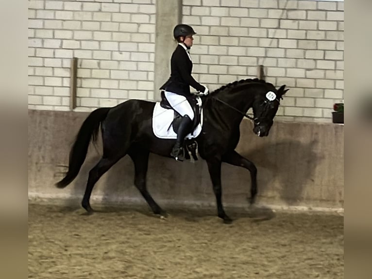 Westfalisk häst Sto 8 år 165 cm Rökfärgad svart in Harsewinkel