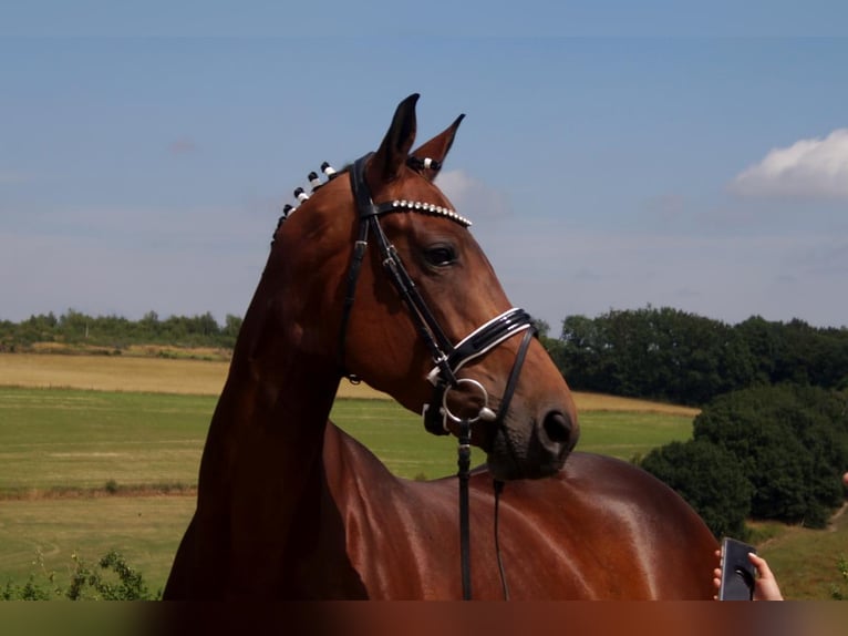 Westfalisk häst Sto 8 år 167 cm Brun in Iserlohn