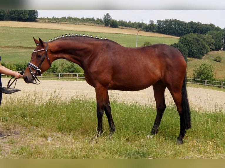 Westfalisk häst Sto 8 år 167 cm Brun in Iserlohn
