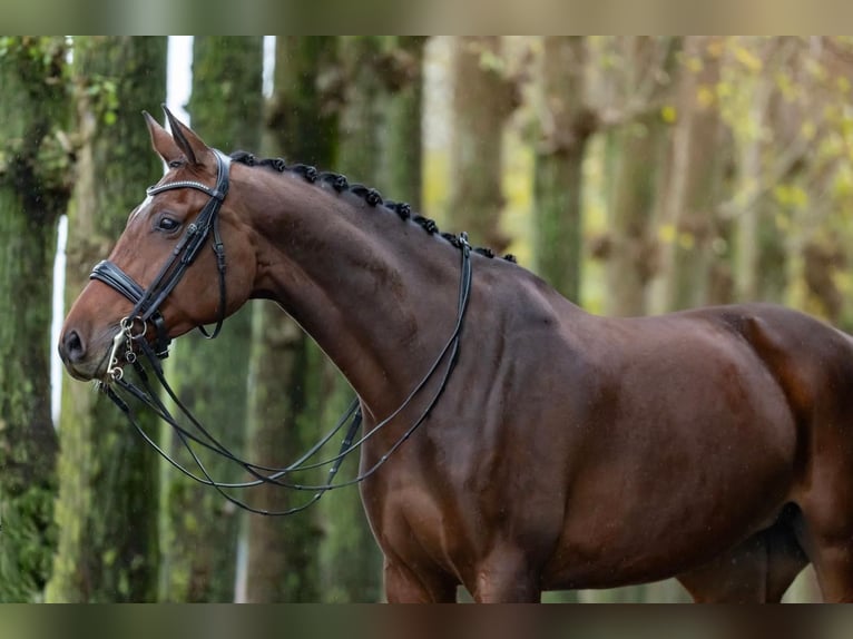 Westfalisk häst Sto 8 år 168 cm Brun in Haftenkamp