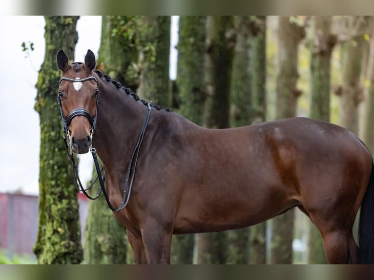 Westfalisk häst Sto 8 år 168 cm Brun in Haftenkamp