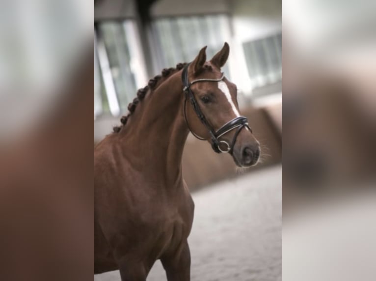 Westfalisk häst Sto 8 år 168 cm fux in Hörstel