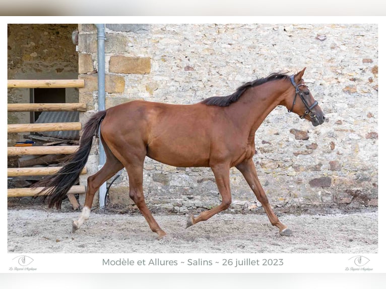 Westfalisk häst Sto 8 år 169 cm fux in Elevage des Baïsses