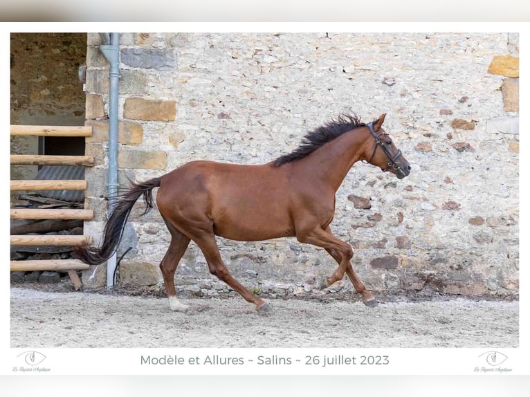 Westfalisk häst Sto 8 år 169 cm fux in Elevage des Baïsses