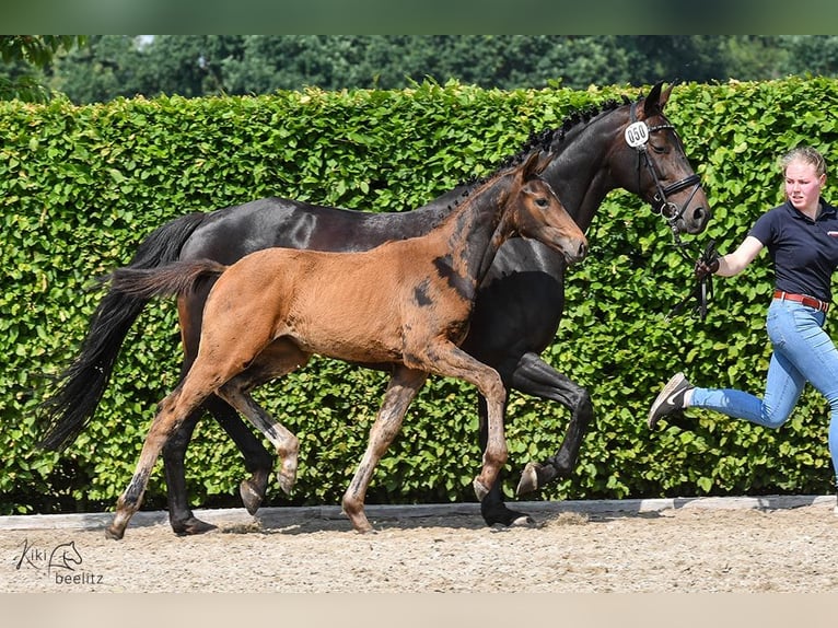Westfalisk häst Sto 8 år 170 cm Mörkbrun in Schapen