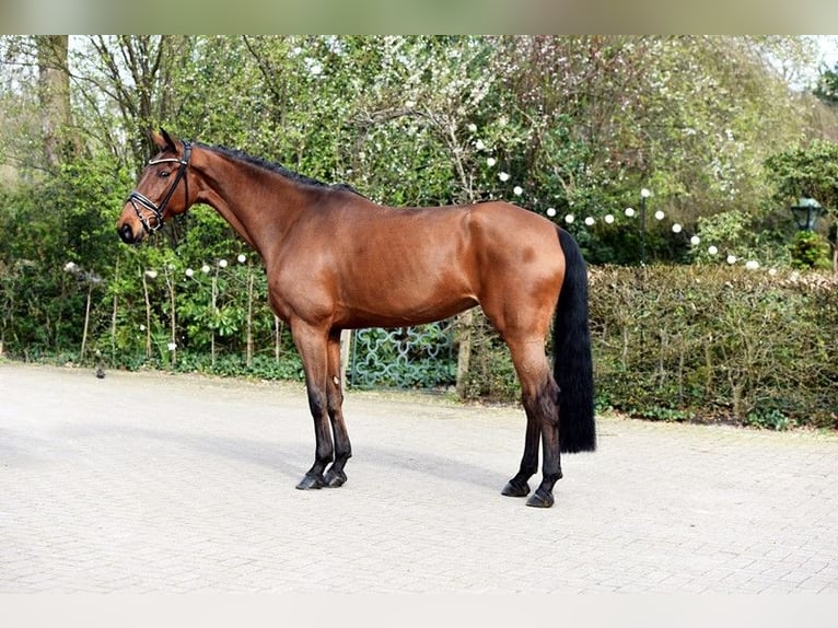Westfalisk häst Sto 8 år 171 cm Brun in Vechta