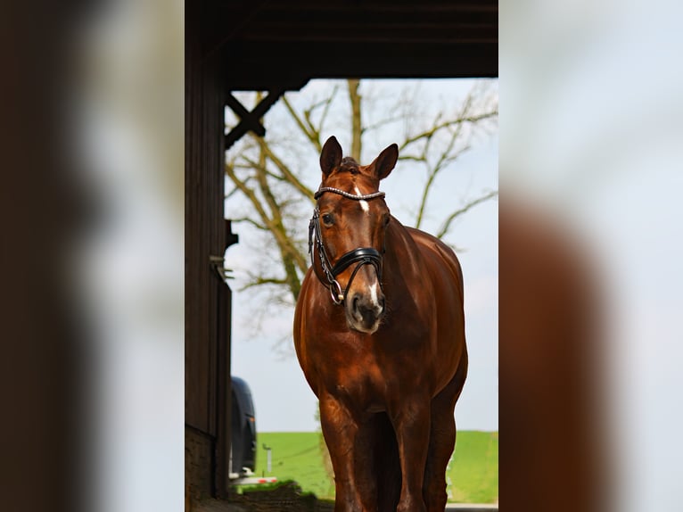 Westfalisk häst Sto 8 år 171 cm Fux in Bramsche