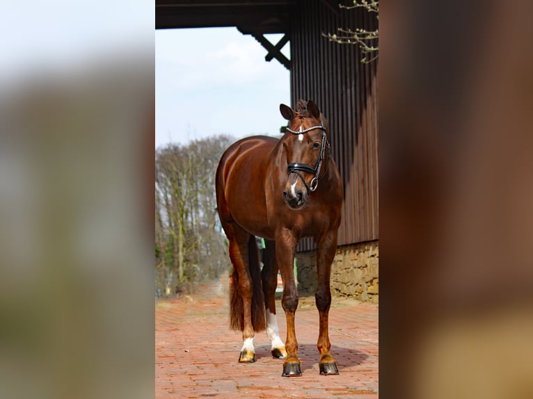 Westfalisk häst Sto 8 år 171 cm Fux in Bramsche