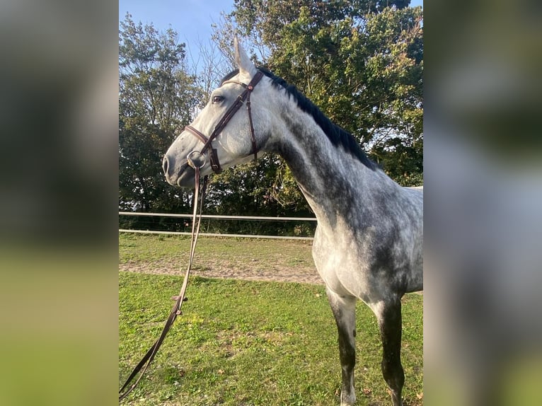 Westfalisk häst Sto 8 år 175 cm Grå in Winkelstedt