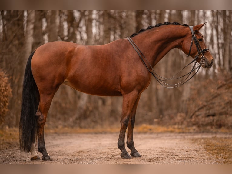 Westfalisk häst Sto 9 år 162 cm Brun in Wehringen