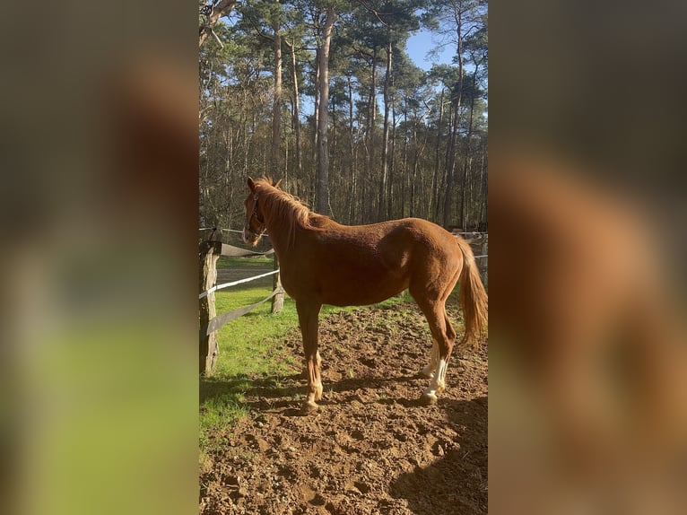 Westfalisk häst Sto 9 år 165 cm fux in Heiden