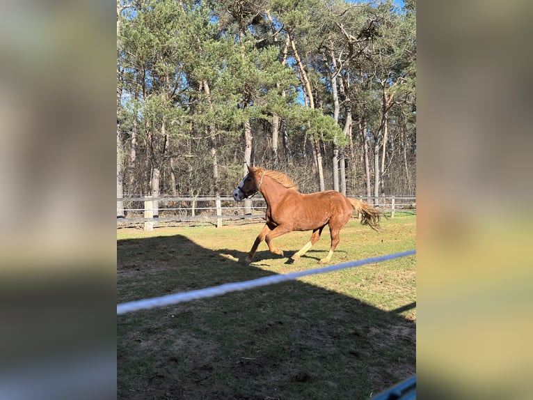 Westfalisk häst Sto 9 år 165 cm fux in Heiden