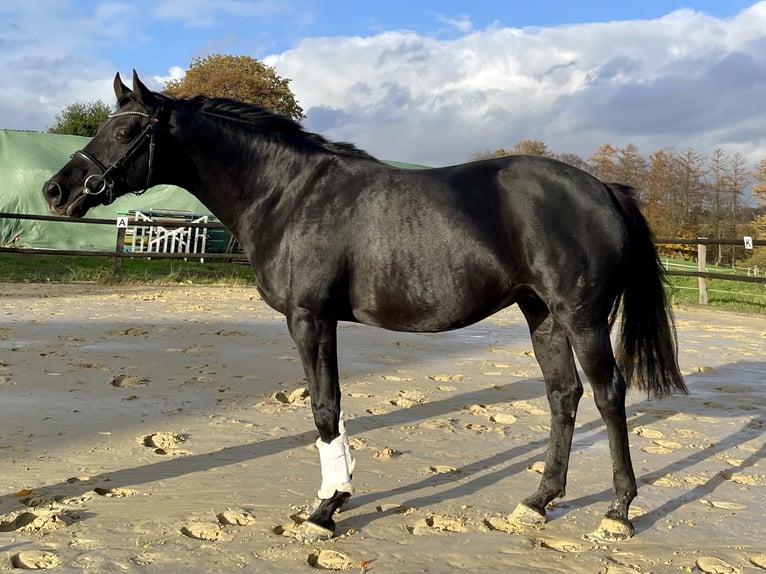 Westfalisk häst Sto 9 år 166 cm Svart in Remscheid