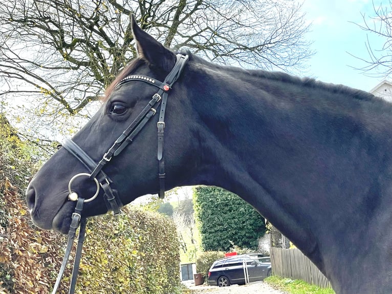 Westfalisk häst Sto 9 år 166 cm Svart in Remscheid