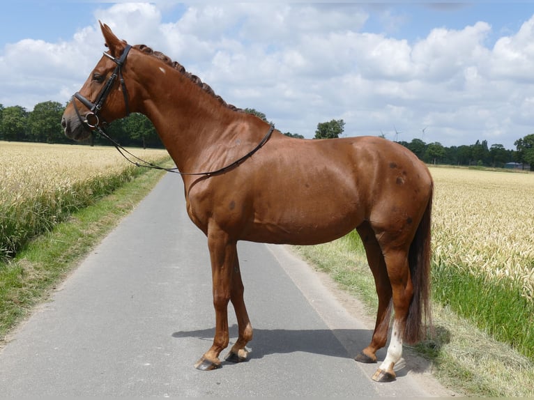 Westfalisk häst Sto 9 år 167 cm fux in Kempen