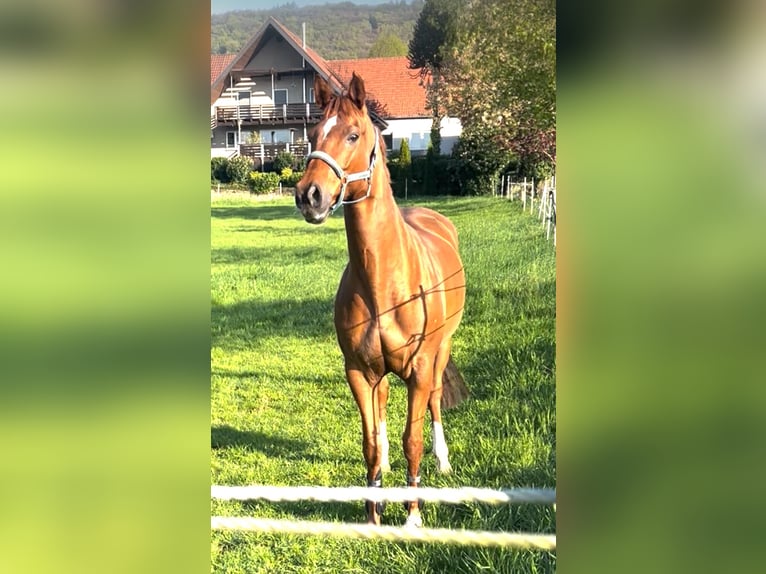 Westfalisk häst Sto 9 år 167 cm fux in Hüllhorst