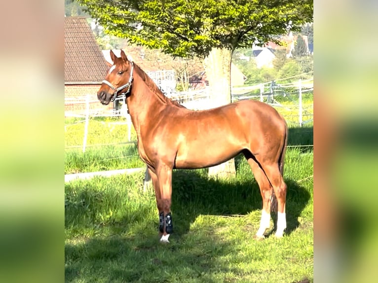 Westfalisk häst Sto 9 år 167 cm fux in Hüllhorst