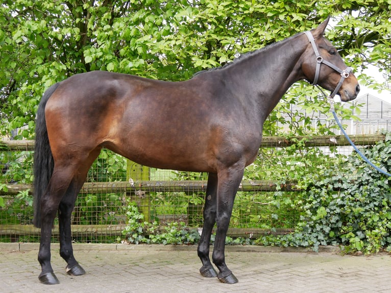 Westfalisk häst Sto 9 år 170 cm in Dorsten