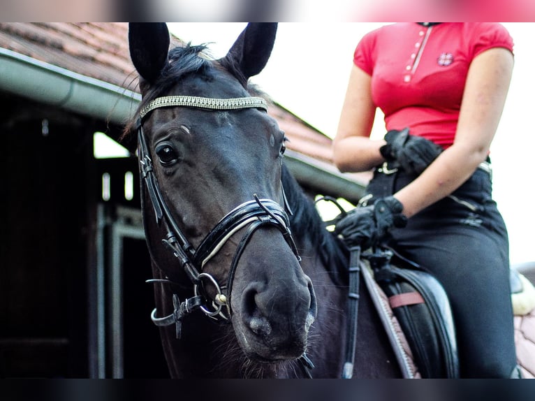 Westfalisk häst Sto 9 år 170 cm Rökfärgad svart in Hopsten
