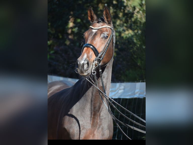 Westfalisk häst Sto 9 år 170 cm Rökfärgad svart in NiederkasseL