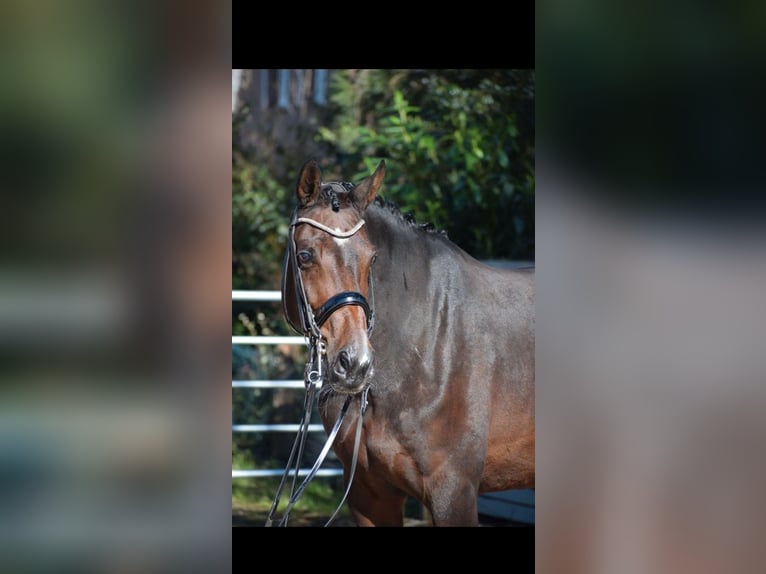 Westfalisk häst Sto 9 år 170 cm Rökfärgad svart in NiederkasseL